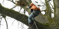 Ein Umweltaktivist seilt sich auf einem Baum.
