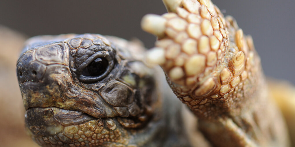 Kopf und Vorderlauf einer griechischen Landschildkräte