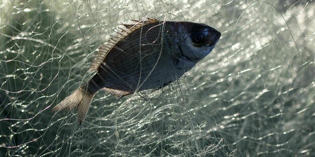 Ein Fisch hängt in einem Fischernetz fest