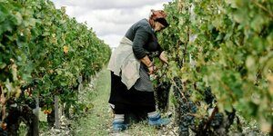Eine Arbeiterin steht zwischen Weinreben