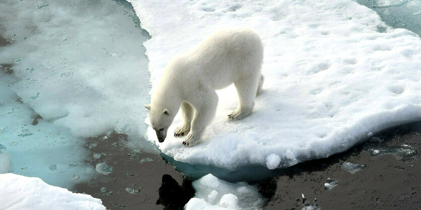 Ein Eisbär steht auf einer Eisscholle.