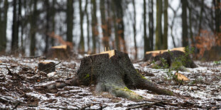 Ein abgeholzter Baumstumpf im Wald