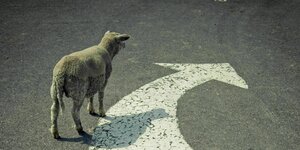 Ein Schaf läuft auf einer Straße, auf dem Boden ist ein weißer Pfeil nach rechts gemalt