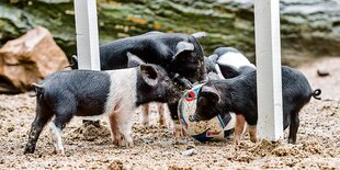 Ferkel der Angler Sattelschweine spielen mit Mutter Emma im Tierpark Hagenbeck mit einem mit Futter präpariertem Fußball.