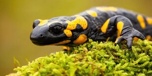 Schwarz-gelber Feuersalamander auf Moos