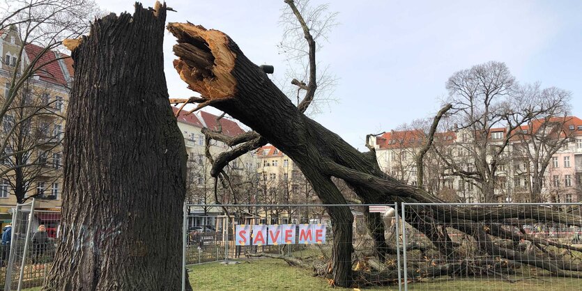 Abgebrochener Baum