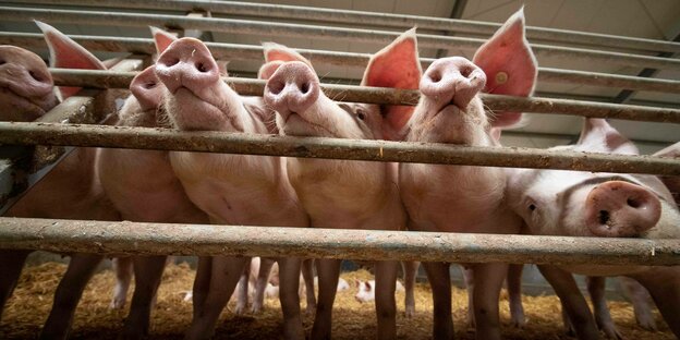 Schweine hinter einem Absperrgitter in einem Stall