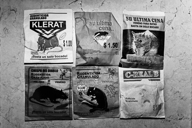 Unterschiedliche Rattengiftpäckchen mit Rattenfigurendarauf auf spanisch "su ultima cena"