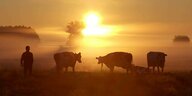 Kuehe und Bauer auf einer Weide im Sonnenaufgang
