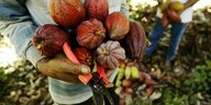 Ein Mann hält frisch geerntete Kakaobohnen und eine Gartenschere in der Hand