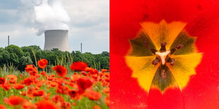 Ein Mohnfeld vor einem Atomkraftwerk, linkd und das innere einer Mohnblüte welches aussieht wie das Zeichen für Atomkraft, rechts