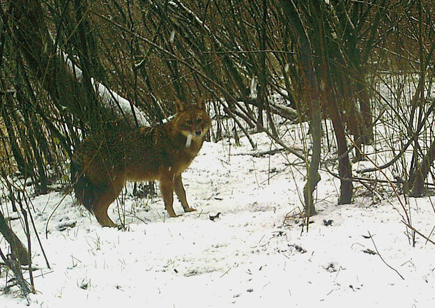 Ein Goldschakal steht in einem verschneiten Waldstück