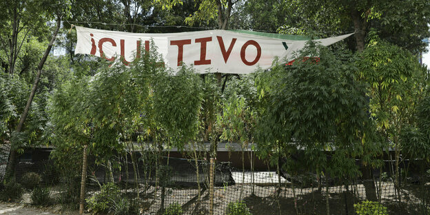 Ein Banner hängt über Cannabispflanzen