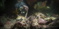 Craig Foster taucht mit einem Kraken, der sich am Meeresboden unter Muscheln versteckt