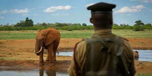 Ein Willdhüter beobachtet einen Elefanten an einem Wasserloch