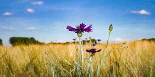 Kornblumen am Feldrand