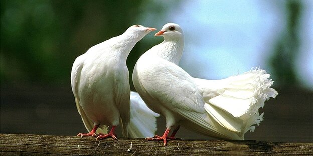 Zwei weiße Tauben turteln