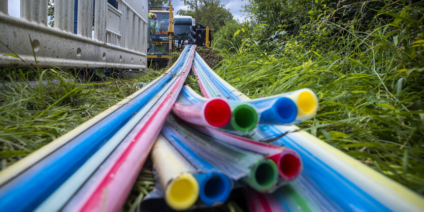 bunte Gasfaser auf einer Wiese