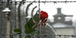 Eine Rose am Stacheldrahtzaun des ehemaligen Konzentrationslagers Buchenwald