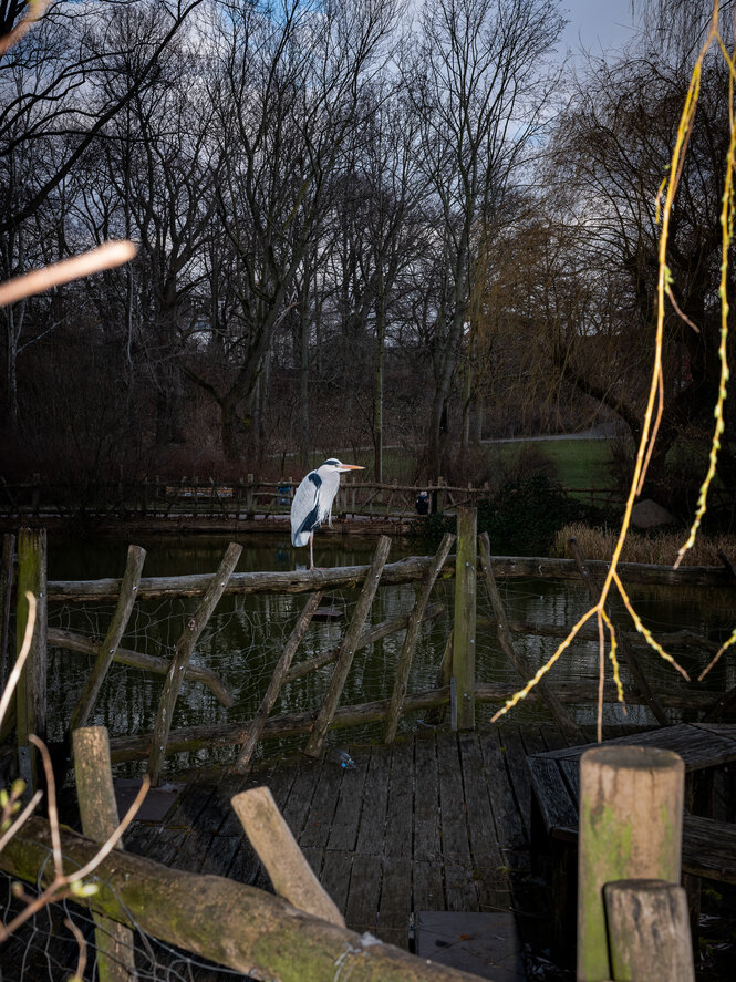 Ein Reiher sitzt auf einem Baum