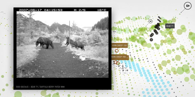 Szene au dem interaktiven Filmprojekt "Bear 71" mit Bären in der Landschaft