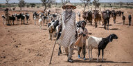 Ein Mann und ein Kind gehen mit Ziegen und Kühen durch die Wüste