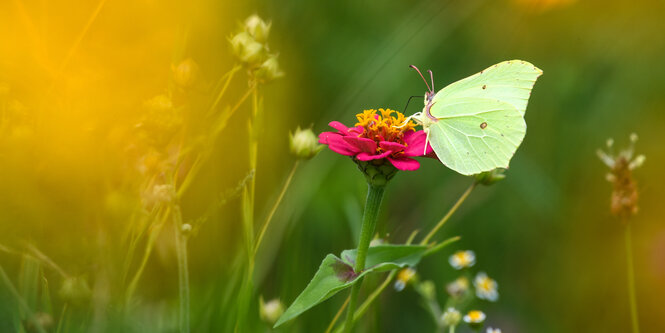 Ein Zitronenfalter auf einer Zinnien-Blüte.