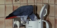 Papagei schaut in einen Wasserkocher.