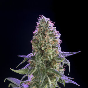 Cannabisblüte Cannabisblüte