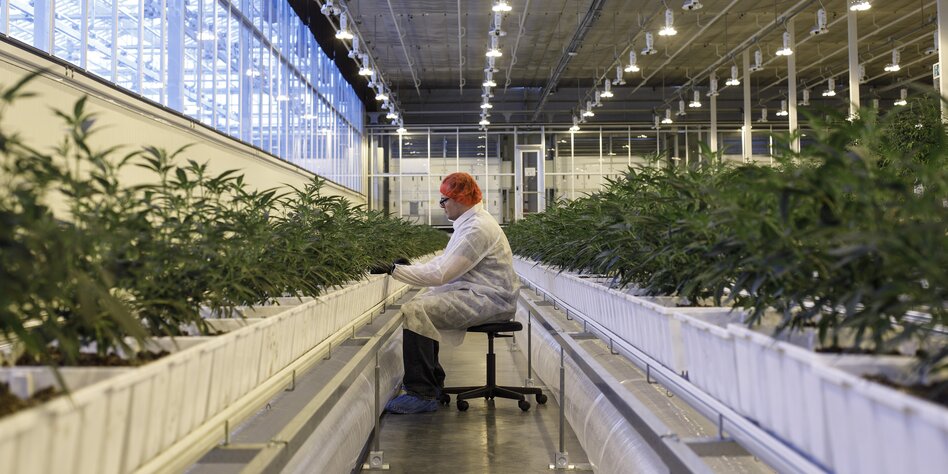 Cannabisproduktion in einer Hale