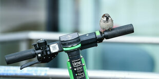 Ein Spatz sitzt auf dem Lenker eines Leihrollers.