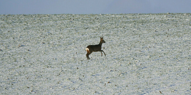 Ein Reh läuft auf einem Feld am Rande von Otzberg, auf dem die Wintersaat mit einer dünnen Schneedecke überzogen ist.