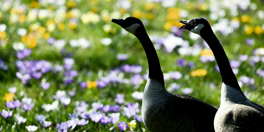 Zwei Kanadagänse sind im Frankfurter Palmengarten auf einer Wiese mit blühenden Krokussen unterwegs