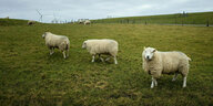 Schafe laufen über einen Deich an der Nordseeküste