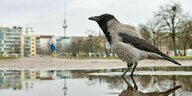 Eine Krähe steht in einer Regenpfütze, im Hintergrund ist der Berliner Fernsehturm zu sehen
