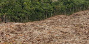 abgeholzter Regenwald in Amazonasgebiet