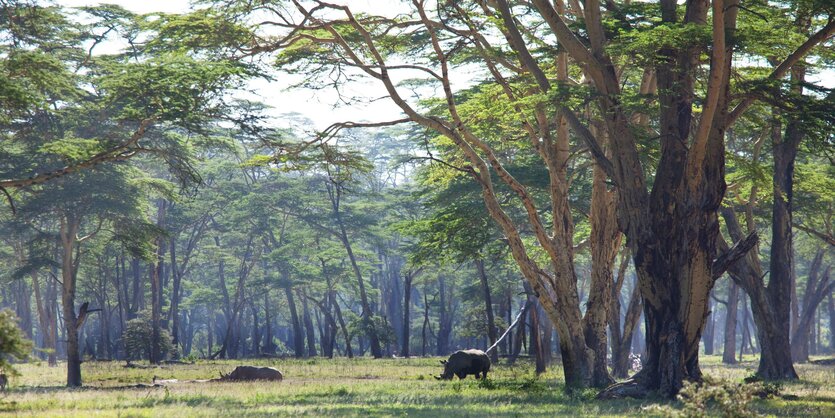 Zwei Nashörner in einem Wald in Namibia