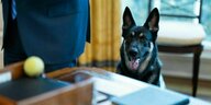 Der Schäferhund Major schaut mit gespitzten Ihren in Richtung Kamera im Weißen Haus