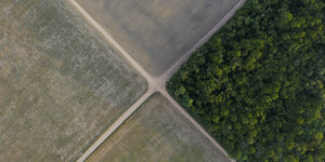 Luftaufnahme: Sojafelder und Regenwald