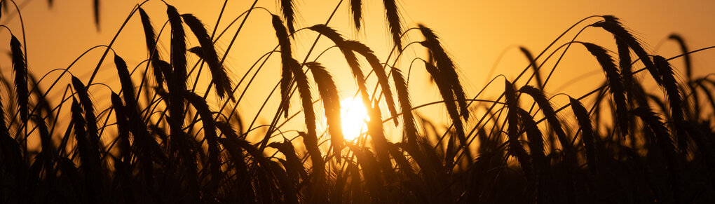 Ein Getreidefeld im Sonnenuntergang: Agrogentechnik oder Grüne Gentechnik modifiziert Pflanzen.