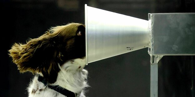 Ein Hund steckt seine Nase in einen großen Trichter