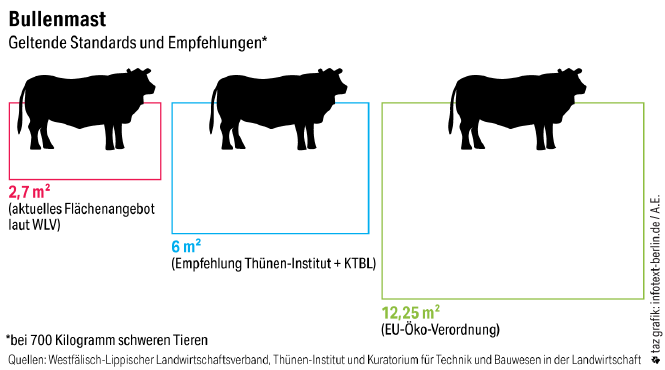 Eine Grafik zeigt drei Rinder. Darunter stehen die Platzangaben, die den Tieren aktuell zur Verfügung stehen und die Forderungen, wie viel Platz die Tiere eigentlich haben sollten.