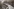 Steg mit Katze führt über Feuchtgebiet
