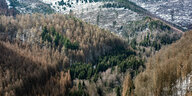 Bad Harzburg: Blick von der Rabenklippe in den teils kahlen Fichtenwald des Eckertals im Nationalpark Harz