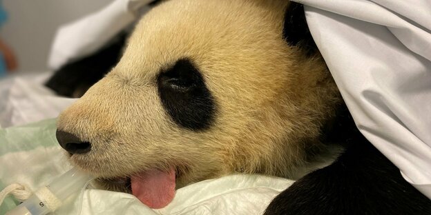 Ein Panda liegt mit hängender Zunge auf einem OP-Tisch