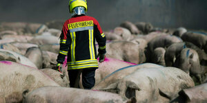 Ein Feuerwehrmann steht vor einem brennenden Schweinezuchtbetrieb inmitten von geretteten Tieren
