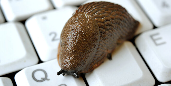 Eine Schnecke kriecht über eine Computertastatur.