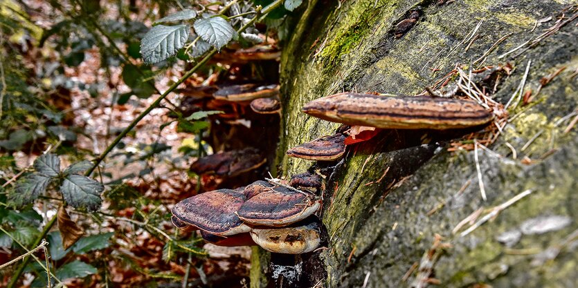 Ein liegender Baumstamm aus dem Pilze wachsen.