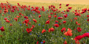 Mohnblumen blühen am Rand eines Feldes.