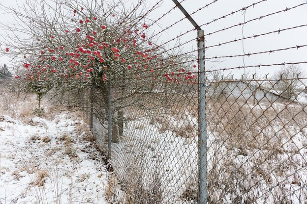 Zaun mit Stacheldraht in einer Winterlandschaft.